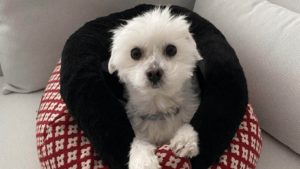 Un petit gos blanc seu en un llit acollidor amb una vora negra i un coixí estampat en vermell i blanc, mirant cap amunt amb uns ulls foscos i ben oberts. Si voleu comprar un Cadell, aquest dolç cadell en un sofà de color clar podria guanyar-se el vostre cor.