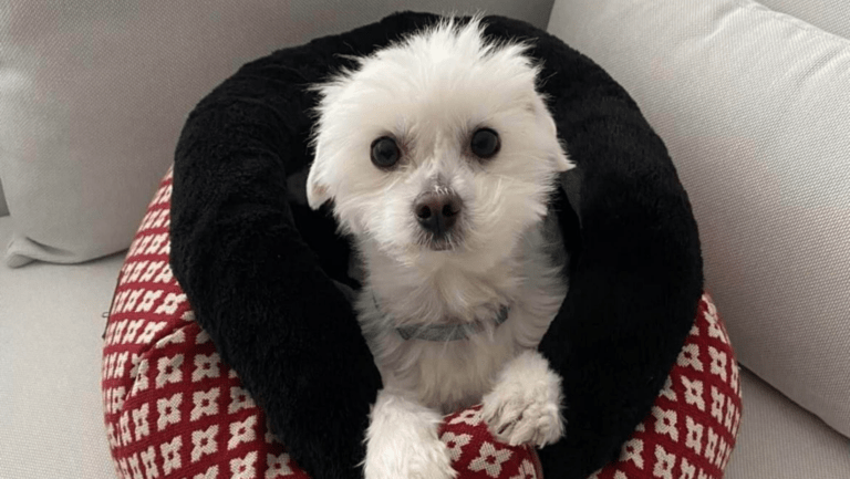 Un petit gos blanc seu en un llit acollidor amb una vora negra i un coixí estampat en vermell i blanc, mirant cap amunt amb uns ulls foscos i ben oberts. Si voleu comprar un Cadell, aquest dolç cadell en un sofà de color clar podria guanyar-se el vostre cor.