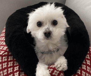 Un pequeño perro blanco de pelaje esponjoso está sentado en una cama negra sobre una manta con dibujos rojos y blancos, mirando a la cámara con ojos grandes y oscuros: una escena adorable para cualquiera que quiera comprar cachorro.