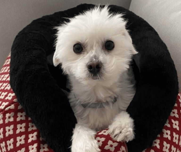 Un pequeño perro blanco de pelaje esponjoso está sentado en una cama negra sobre una manta con dibujos rojos y blancos, mirando a la cámara con ojos grandes y oscuros: una escena adorable para cualquiera que quiera comprar cachorro.