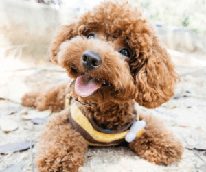 Un pequeño caniche marrón de pelo rizado está tumbado en el suelo al aire libre, mirando hacia arriba con la boca abierta en una expresión de felicidad. El perro, perfecto para los que quieren comprar un caniche, lleva un elegante arnés marrón y amarillo.