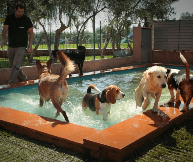 Varios perros juegan y chapotean en una pequeña piscina al aire libre en una residencia canina mientras una persona permanece cerca observando. La escena es soleada, con hierba verde y árboles que rodean la zona de juegos vallada.