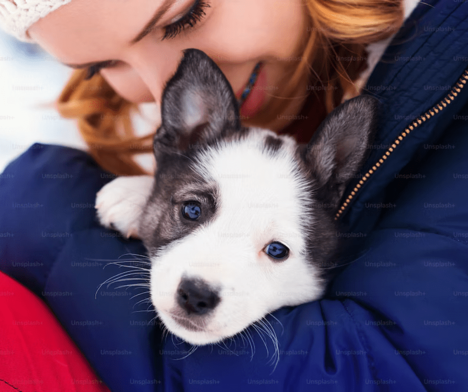 Els gossos passen fred a l’hivern? Quines són les races més sensibles?