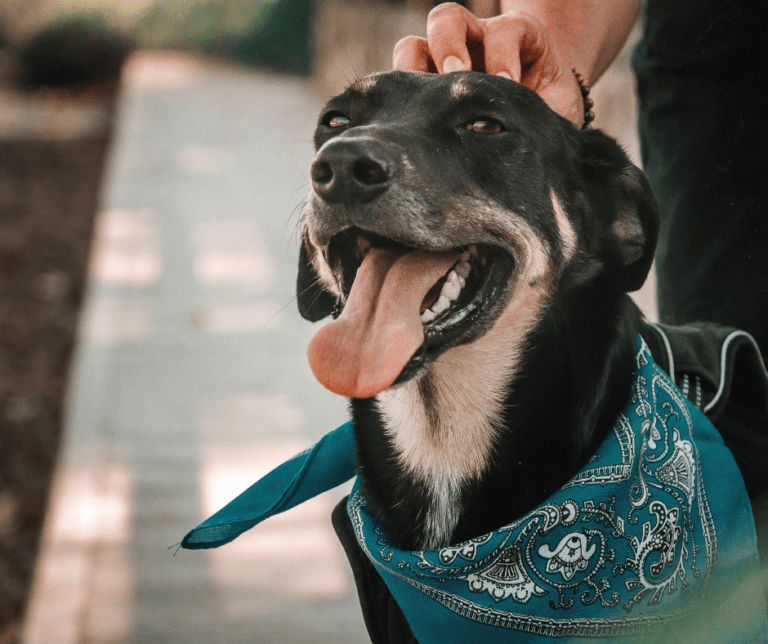 collares antiparasitarios