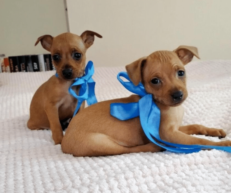 razas de perros pequeños