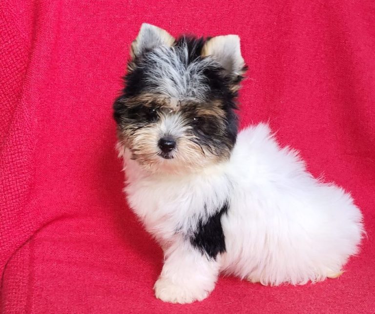 Biewer Yorkshire Terrier