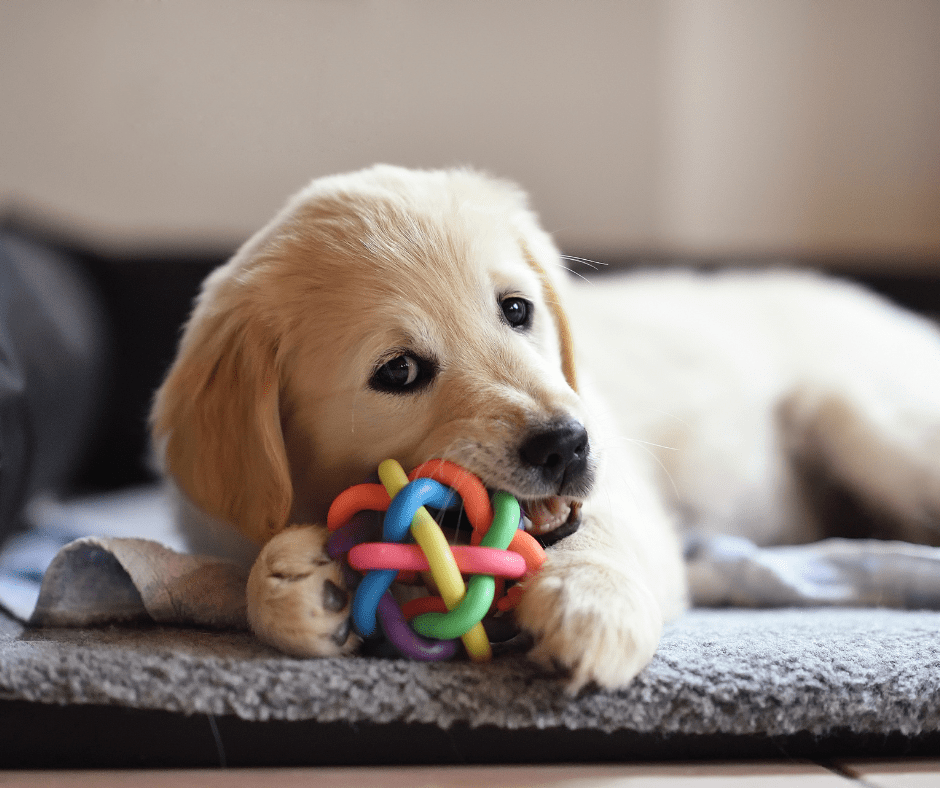 Golden Retriever: El company ideal per a tota la família