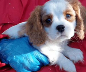 Perro Cavalier King Charles Spaniel de tamaño pequeño, raza tranquila y cariñosa ideal para familias.