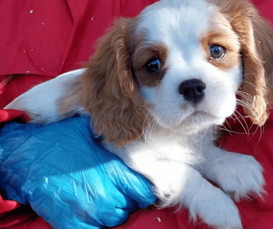 Cavalier King Charles Spanien