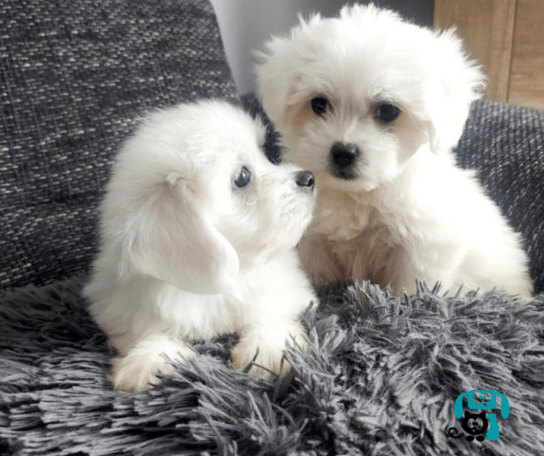 Razas de perros inteligentes | Criador canino en Girona