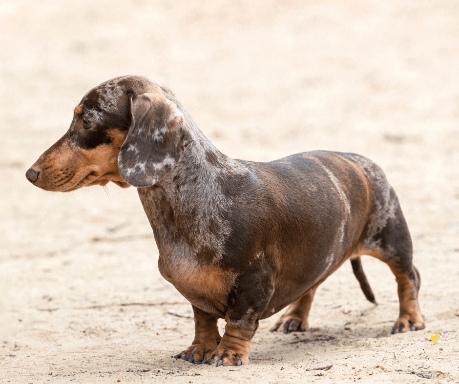 Cachorros Teckel: Pequeños, valientes y llenos de amor