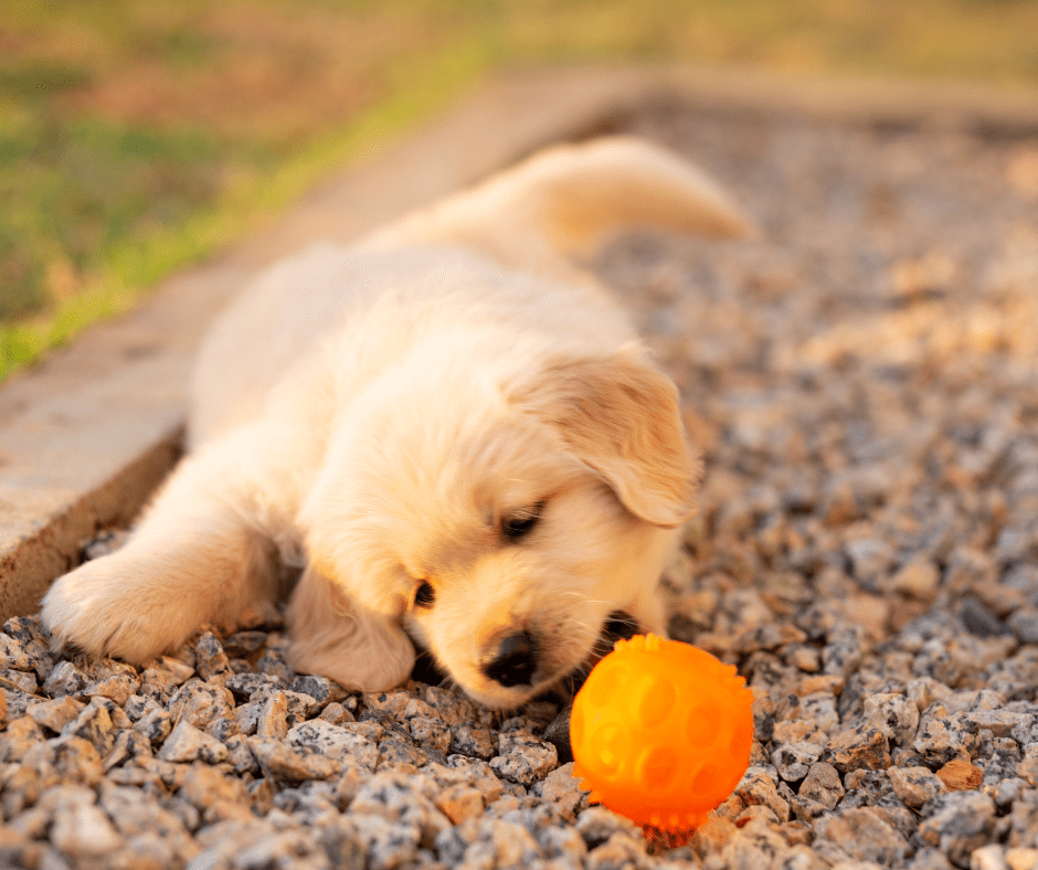 Los Labradores Retriever: inteligentes y fáciles de adiestrar