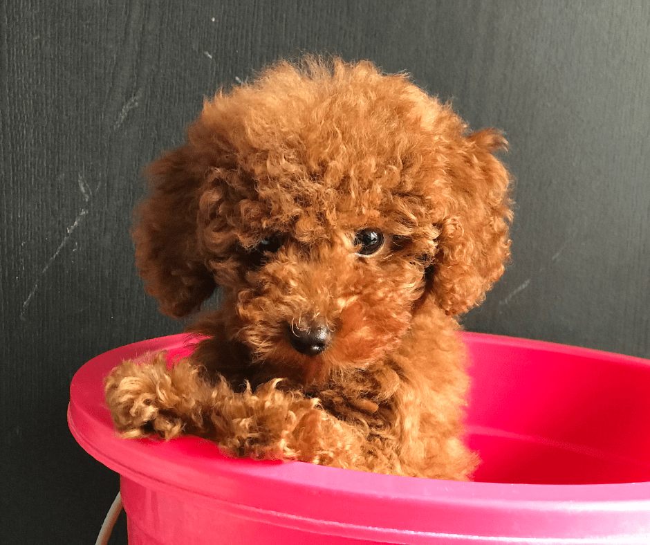 Las mejores razas de perros tranquilos y pequeños para el hogar