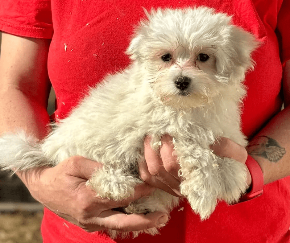 Bichón Maltés: El compañero ideal para tu hogar