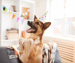 estrés en las mascotas