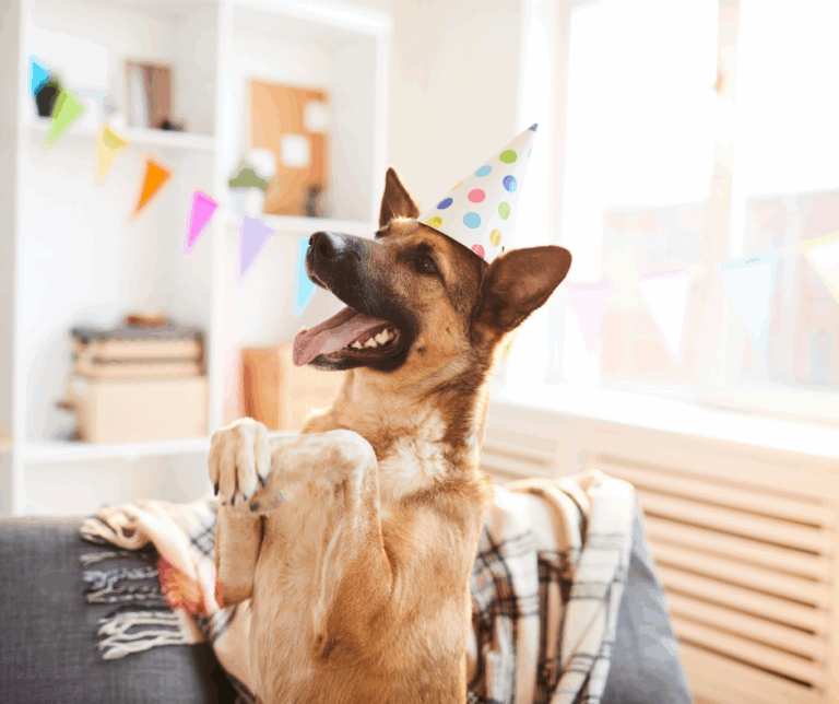 estrés en las mascotas