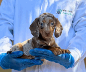 perro salchicha con manchas