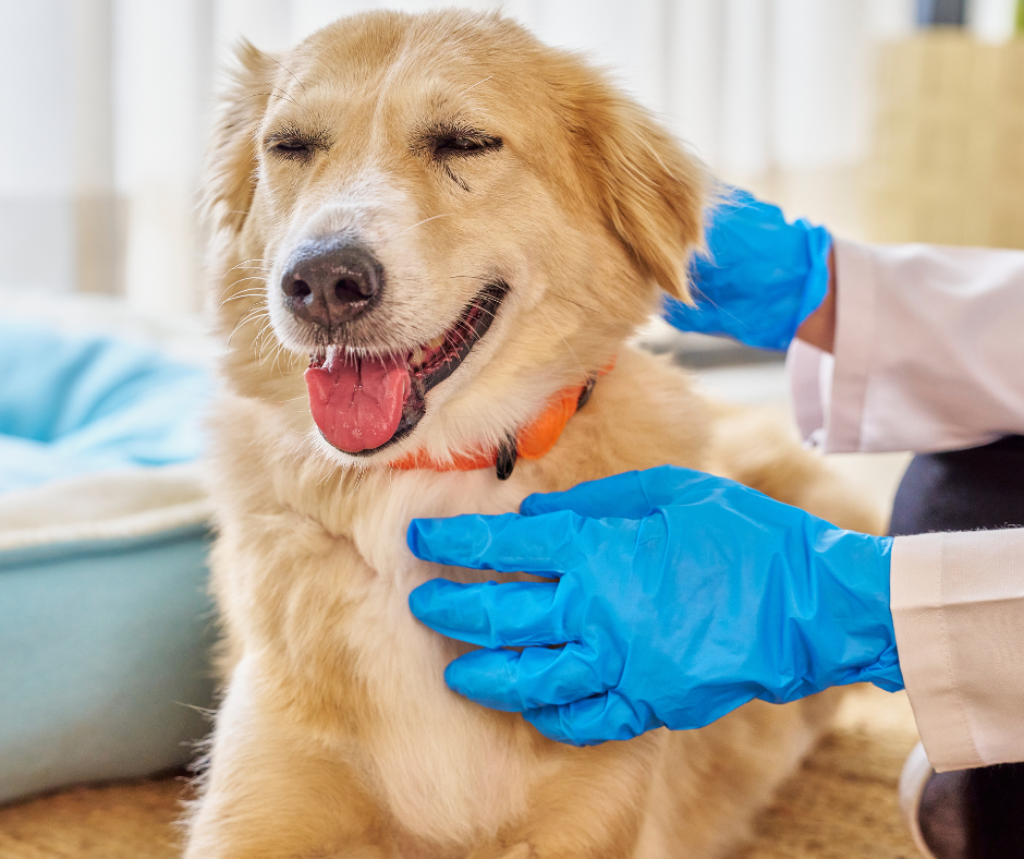 veterinario a domicilio