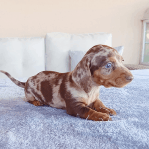 Cadell teckel miniatura arlequí xocolata amb ulls blaus en venda a Catalunya — Mascotes Costa Brava