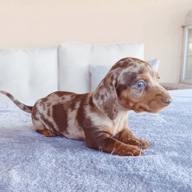 Cadell teckel miniatura arlequí xocolata amb ulls blaus en venda a Catalunya — Mascotes Costa Brava