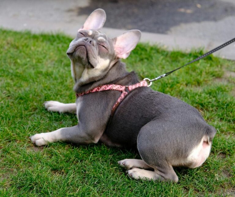 Bulldog francés azul con arnés y correa tumbado en la hierba — seguro obligatorio para perros en Catalunya