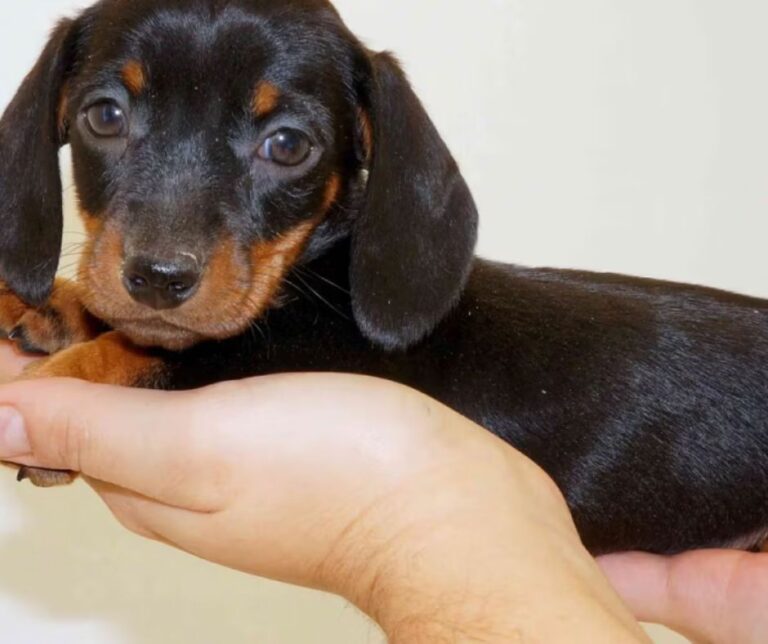 Cachorro de Chihuahua miniatura de pelo corto sobre fondo blanco