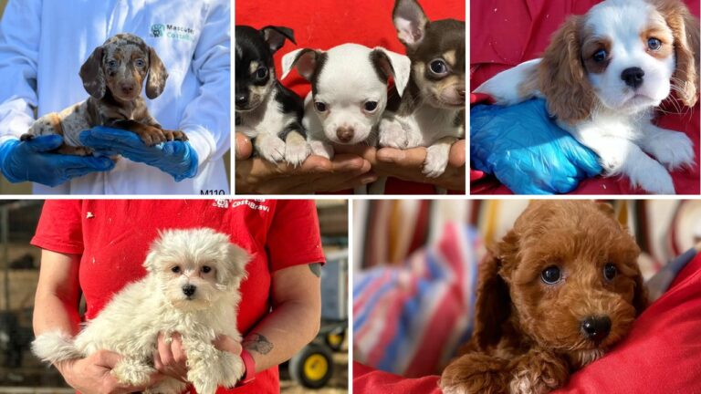 Mejor perro pequeño para piso: cachorros de Teckel miniatura, Chihuahua, Cavalier, Bichón Maltés y Caniche Toy de Mascotes Costa Brava (Girona)